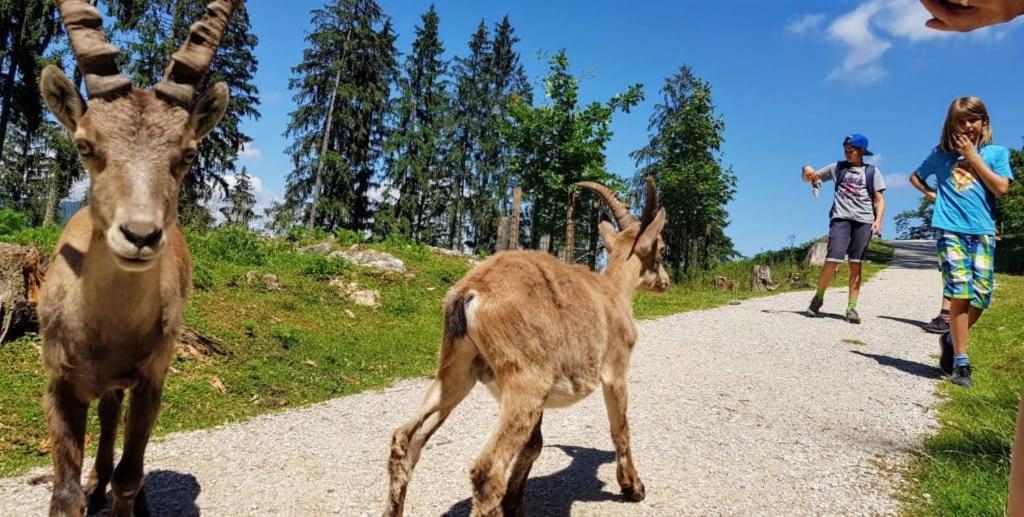 Apartment Wald - Im Skigebiet Gerlitzen & Ossiacher *
